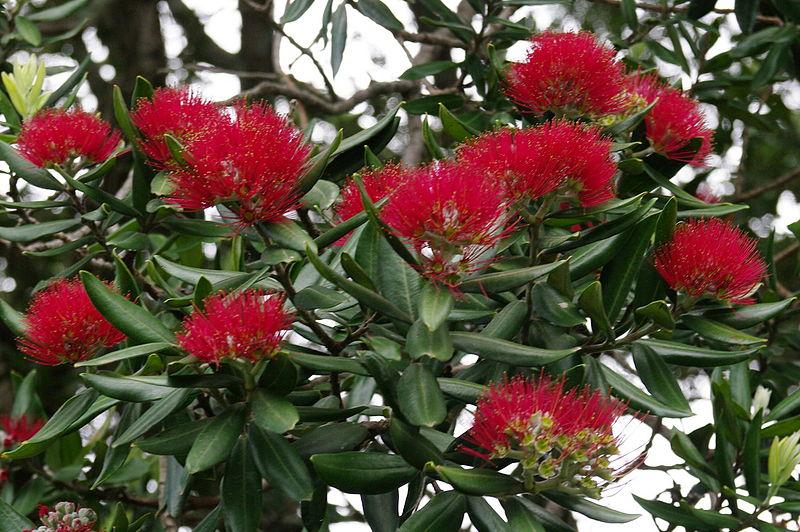 Blüten des Pohutukawa, neuseeländischer Weihnachtsbaum