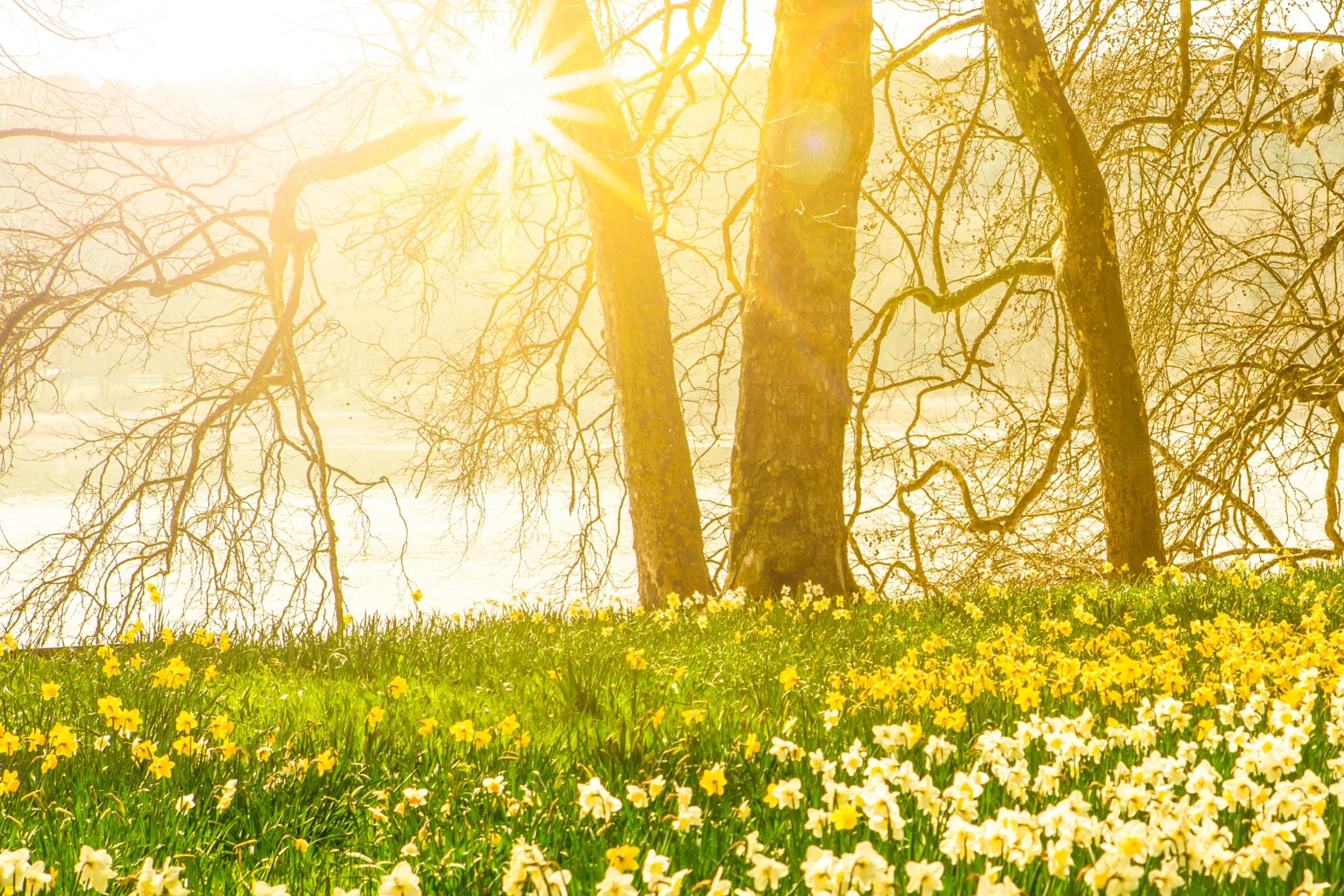 Frühlingsblumen, Osterglocken