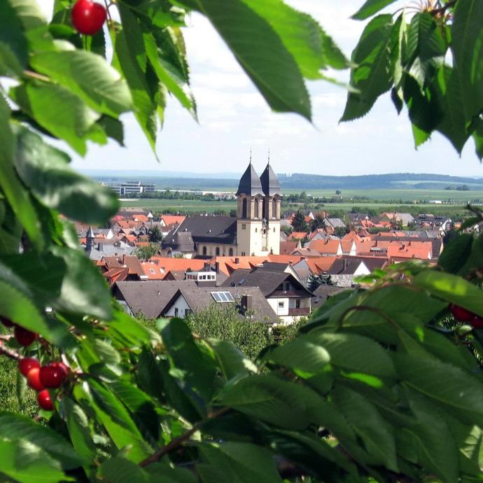 kirschen (c) Pfarrei Ockstadt kirschen (c) Pfarrei Ockstadt