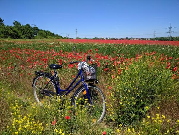 Fahrrad am roten Mohnblumenfeld