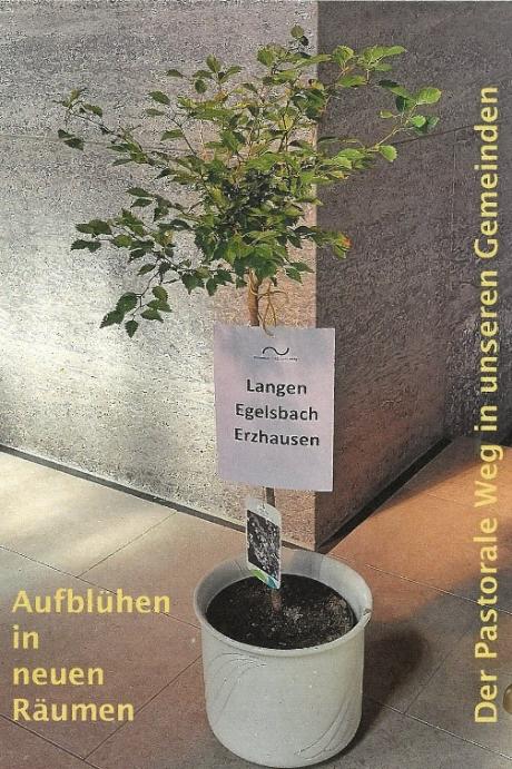 Pastoralraumbaum