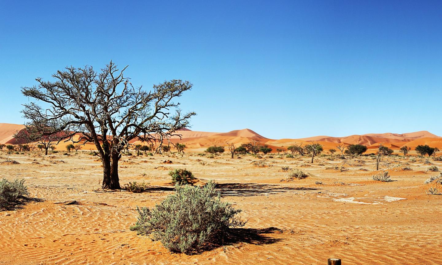 Wüste Namibia (c) Bild von Greg Montani auf Pixabay