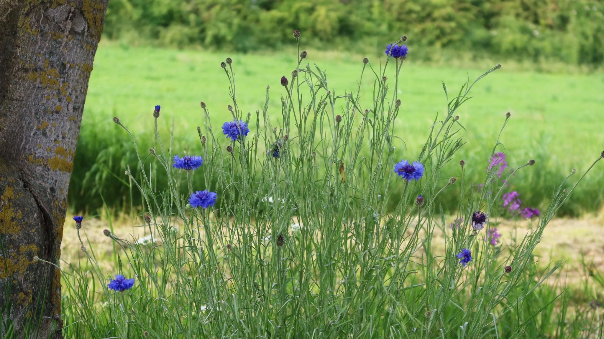 Offstein Kornblumen Foto