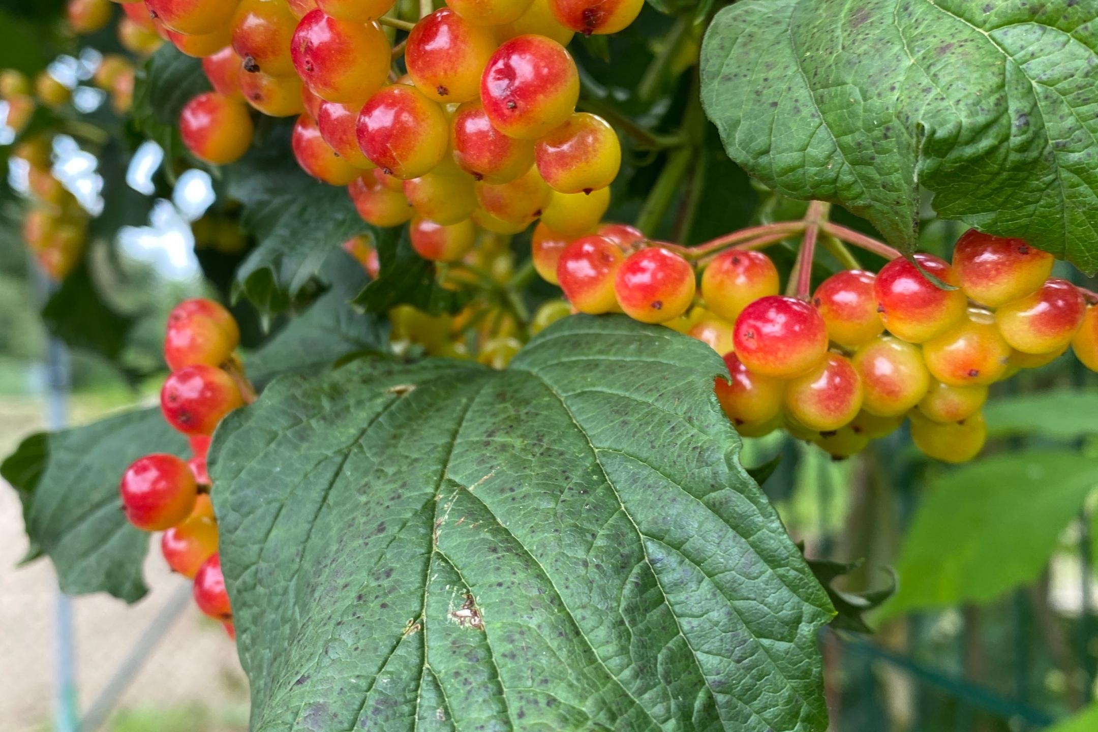 Reife Beeren im Herbst