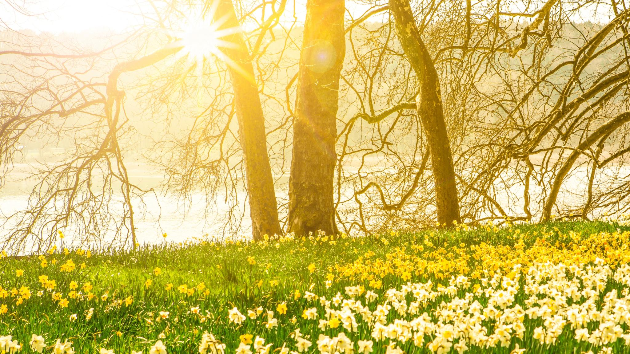 Frühlingsblumen, Osterglocken