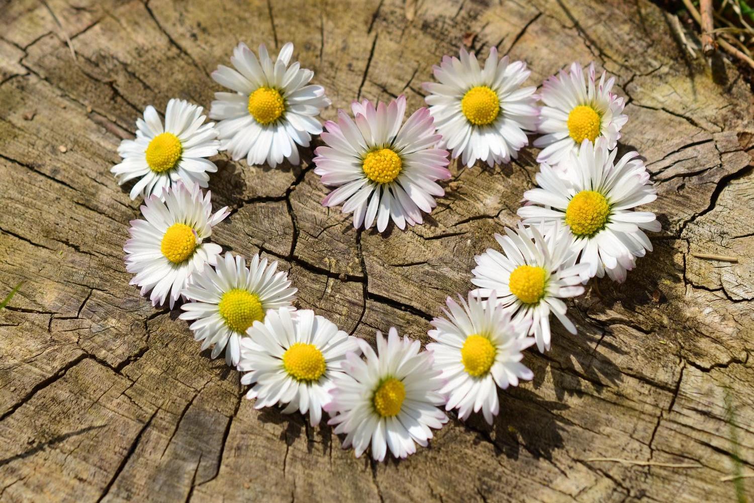 daisies-712892_by_congerdesign_pixabay_pbs