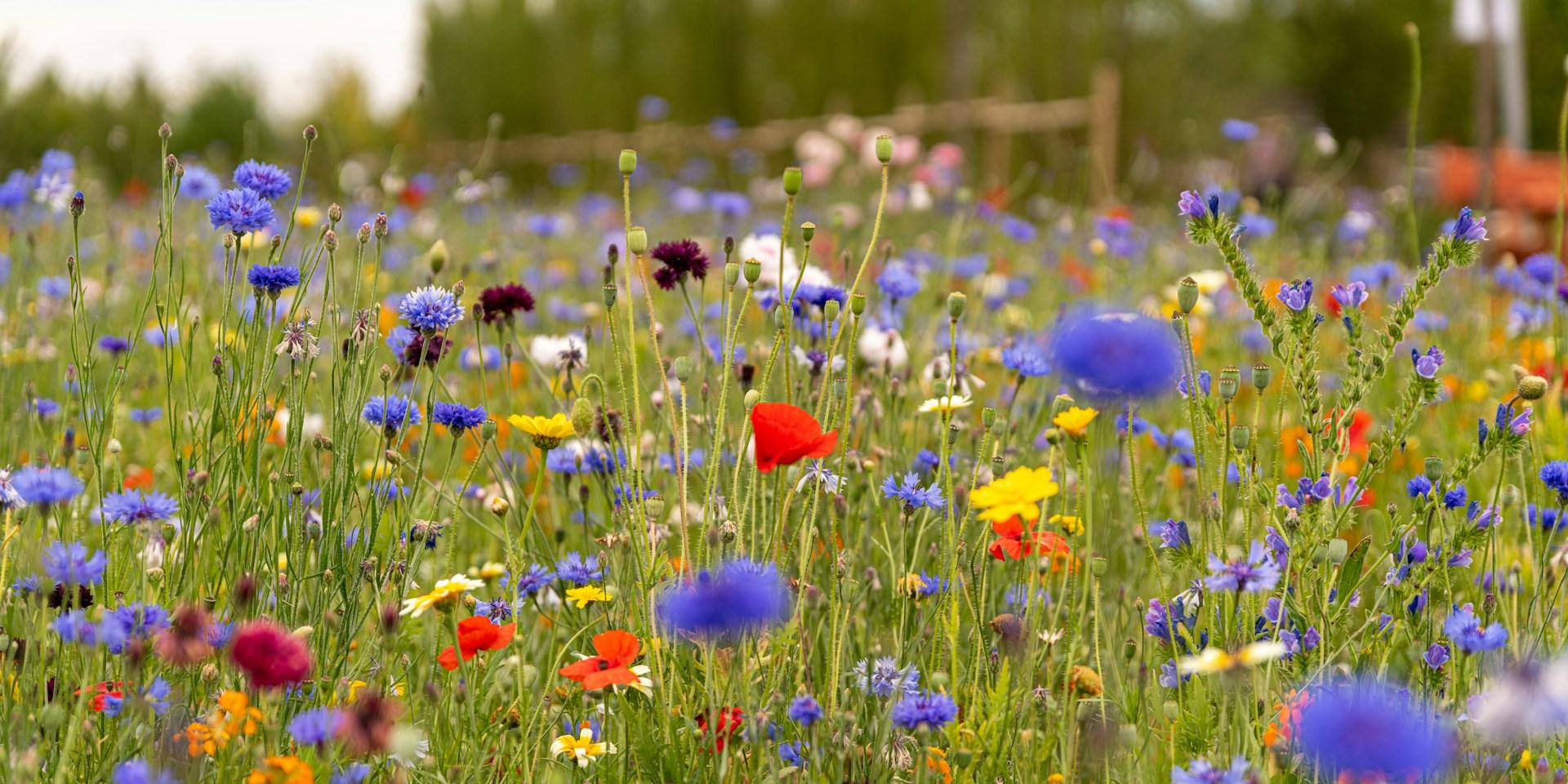 stephan-eickschen-UqJsmLA52Qc-unsplash Blumenwiese